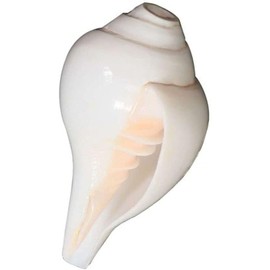 Loud Blowing Original Conch Shell Shankh 6 IN Large White Best For Pooja, Decoration, Sound Meditation & Healing - Sea Shell Real Blowing Conch Sankha