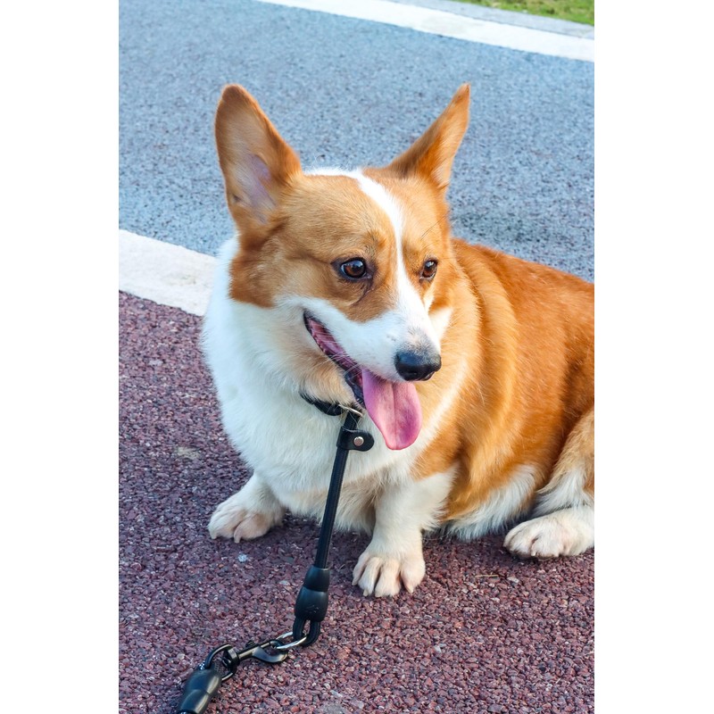Mystercome Slip Collar, Dog Choker Collar, Nylon Dog Training Collar