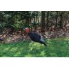 D2 Decoys 2D Turkey Decoy 1 Jake Photo Foldable Portable Hunting Season Real