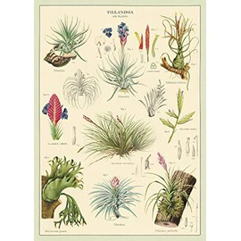 Cavallini Decorative Wrap Poster, Air Plants, 20 x 28 inch Italian Archival Paper (WRAP/AP)