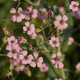 Outsidepride Saponaria Vaccaria Pink - 1000 Seeds