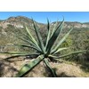 Regeneración (Agave y Alga Espirulina Orgánicos) - 60 Cápsulas