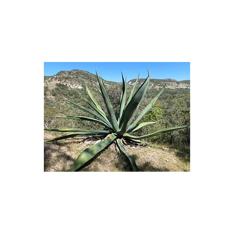 Regeneración (Agave y Alga Espirulina Orgánicos) - 60 Cápsulas