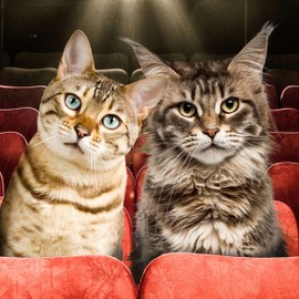 Fromm Adult Gold Chicken, Duck, & Salmon Pate Cat Food - Premium Wet Cat Food - Chicken Recipe - Case of (12) 3 oz Cans