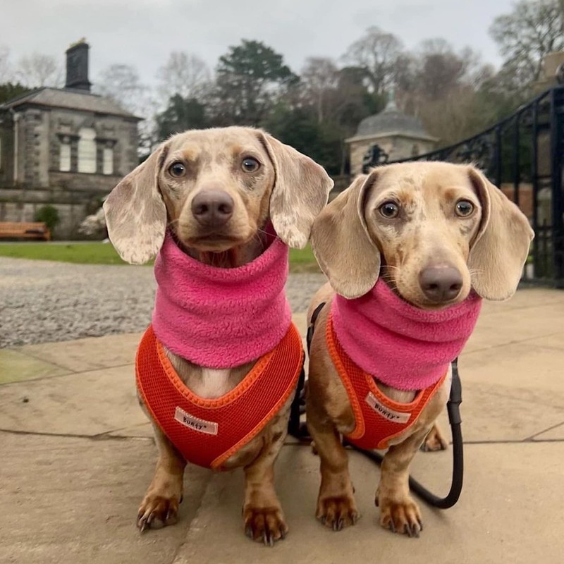 Bunty No Pull Dog Harness Large Dog - Soft, Breathable,