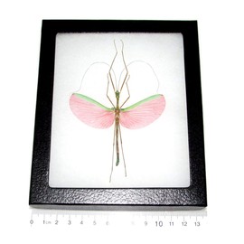 BicBugs Marmessoidea rosea Real Framed Stick Bug Pink Walking Stick Insect Specimen