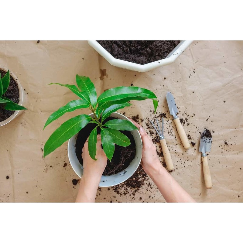 Premium Mango Tree Soil Mix by Gardenera - Stimulate Growth