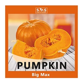 4 Varieties Pack Pumpkin Seeds - Jack O' Lantern Pumpkin, Porcelain Pink Pumpkin, Big Max Pumpkin, Jack Be Little for Your Vegetable Garden (Big Max Pumpkin)