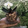 Orchitop S Set - Design Orchid Pot with Saucer for