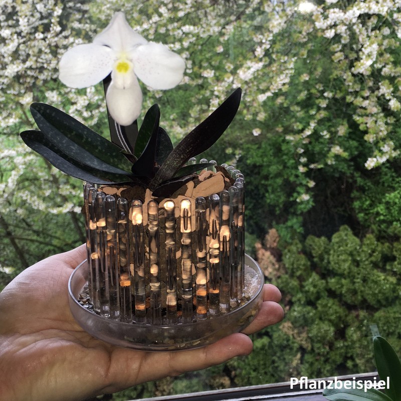 Orchitop S Set - Design Orchid Pot with Saucer for