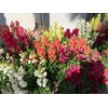RAISE ME UP: Snapdragon Magic Carpet Mix Low Dwarf Delphinium