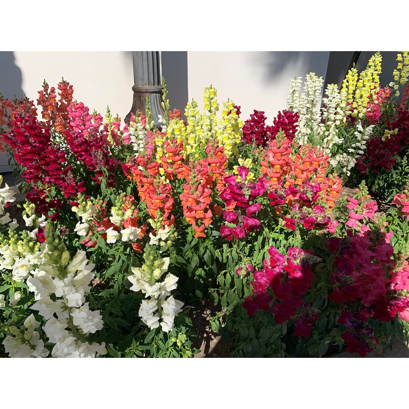 RAISE ME UP: Snapdragon Magic Carpet Mix Low Dwarf Delphinium