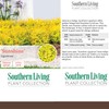 Southern Living Sunshine Ligustrum 2 Gallon