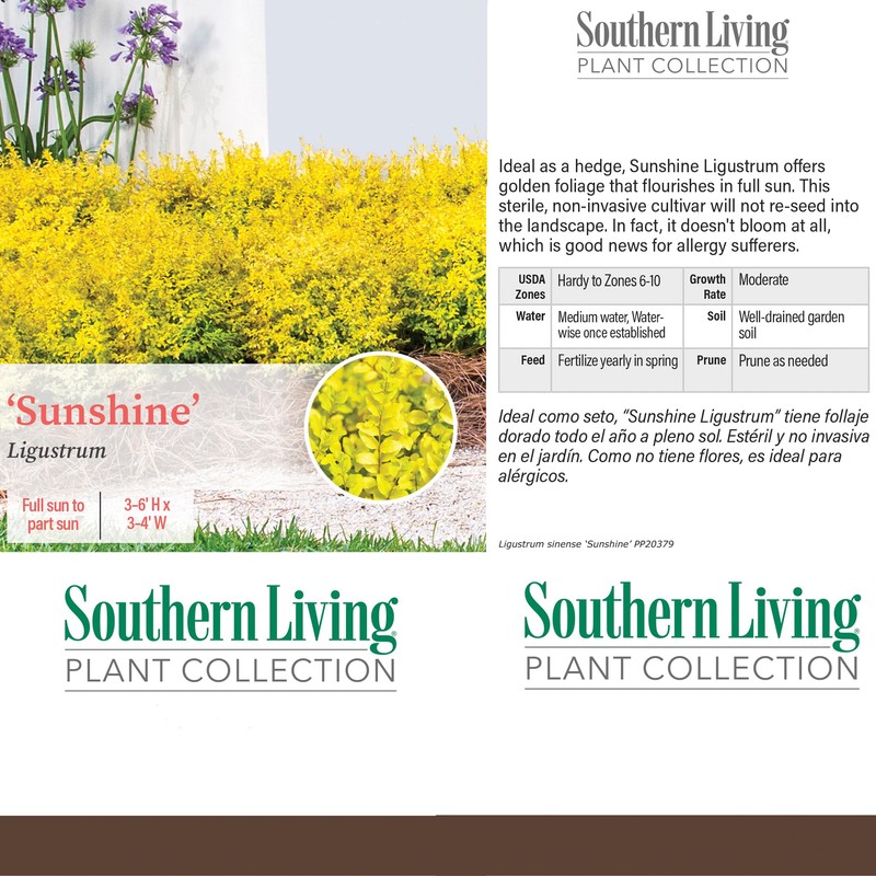Southern Living Sunshine Ligustrum 2 Gallon