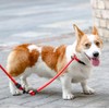 Mystercome Slip Collar, Dog Choker Collar, Nylon Dog Training Collar