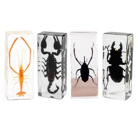 Taxidermy Insect, Preserved Bugs Insect Specimens in Resin for Closer-Look & Study, Science Classroom Specimens Educational for Preschool Home Office Display Decor (Large 4pcs Insects B)