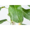 SHINSEIKI Asian PEAR Tree - Size: 4-5 ft, Live Fruit