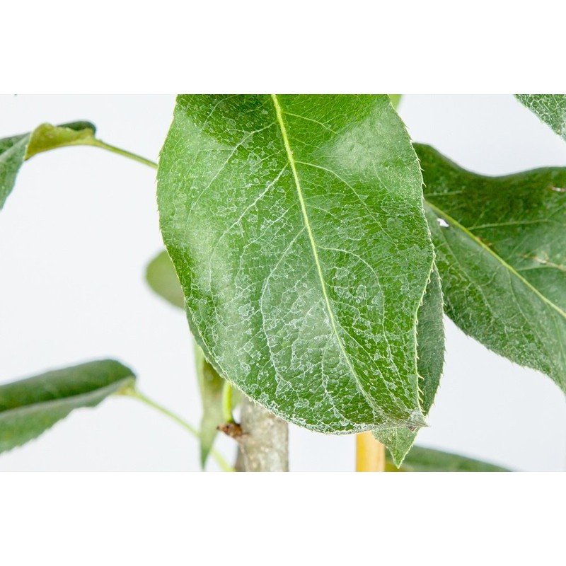 SHINSEIKI Asian PEAR Tree - Size: 4-5 ft, Live Fruit