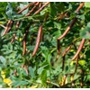 Earthcare Seeds Siberian Pea Shrub 50 Seeds (Caragana arborescens) Heirloom