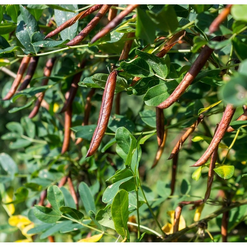 Earthcare Seeds Siberian Pea Shrub 50 Seeds (Caragana arborescens) Heirloom