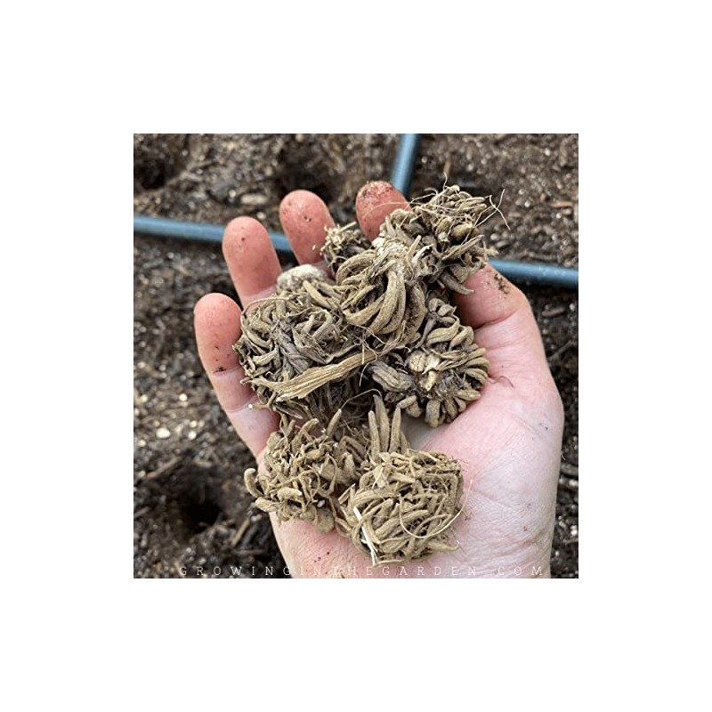 Utopia Seeds 12 Orange French Peony Ranunculus Corms