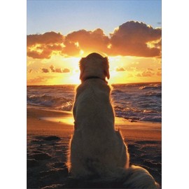 Dog Sitting On Beach At Sunset - Avanti Golden Retriever Pet Sympathy Card by Avanti Press