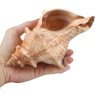 Giant Natural Conch Shell, Striped Fox Conch Seashell 6 inches,