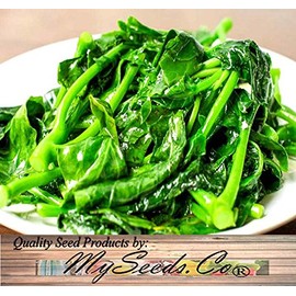 200 x Chinese Broccoli, Kailan GAI LAN Seeds - Most Popular Vegetable in Cantonese Cuisine - Approx. 60-65 Days - by MySeeds.Co