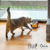 Felli Pet Oblik Anti Whisker Fatigue & Regurgitation Raised Cat