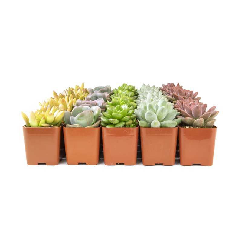 Live Succulents Plants Live Bulk Plant Tray (50 Pack), Bulk