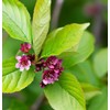 North America Black Cherry Tree Seeds, Prunus serotina Tree Seeds,