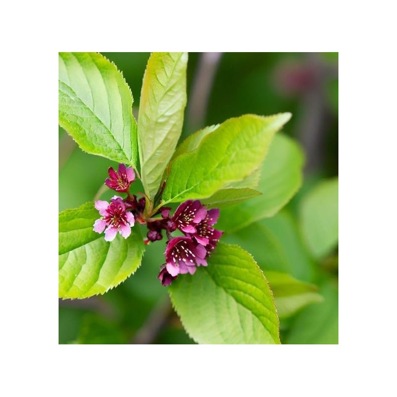 North America Black Cherry Tree Seeds, Prunus serotina Tree Seeds,
