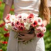 Anemone Bulbs - Elizabeth's Mix - 20 Bulbs - Mixed