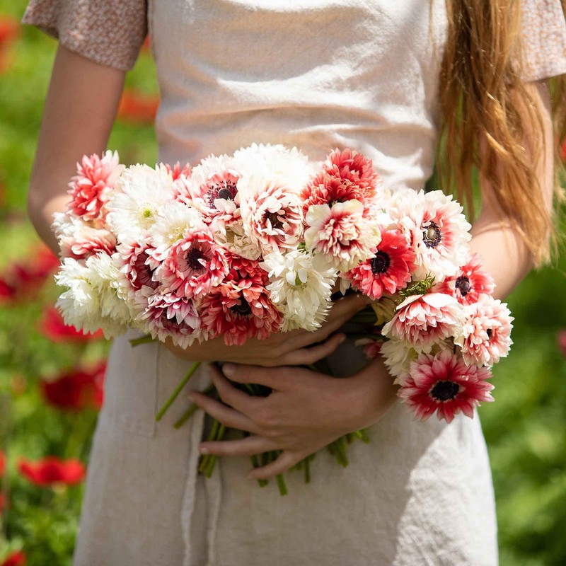 Anemone Bulbs - Elizabeth's Mix - 20 Bulbs - Mixed