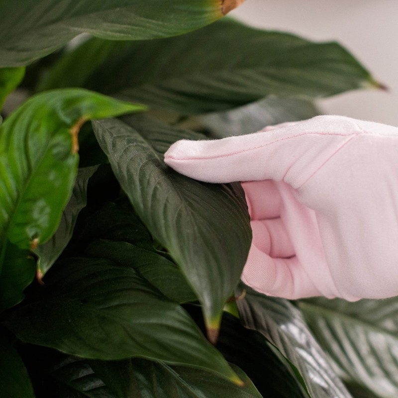 Bubblegum Stuff - Houseplant Duster Gloves - Plant Cleaning Supplies