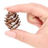 com-four® 50 x Decorative Cones Larch - Scatter Decoration for