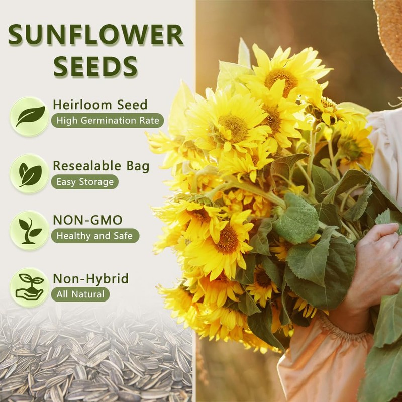 1000+ Sunflower Seeds for Planting Heirloom Non-GMO, Bulk Package of