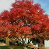 Tree Sun Valley Red Maple Tree - 8-14" Tall -