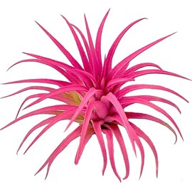 Guatemala Tillandsia Live Airplant, Ionantha Guatemala Tillandsia Air Plant, Great Indoor Plant, Home Decor & Gift (Pink)