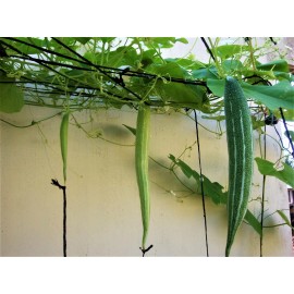 TomorrowSeeds Buag Ngu Snake Gourd |White Striped Green Serpent Luffa Squash Bitter Melon 2025