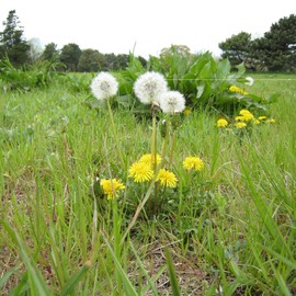 JINQI 2bottles Dandelion Root Tea- 蒲公英根茶10.58oz/300g(5.29oz/150g*2), Taraxacum Root Radix Taraxaci Root, Clearing Heat, Holiday Gifts, Tea Gifts