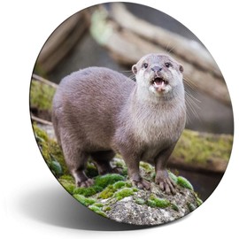 Destination Vinyl ltd Magnet for Refrigerator, Fridge - Cute Otter Nature Wild for Office, Cabinet and Whiteboard, Magnetic Stickers, 16489