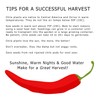 New Mexico 6-4 Chile Seeds from Hatch New Mexico |