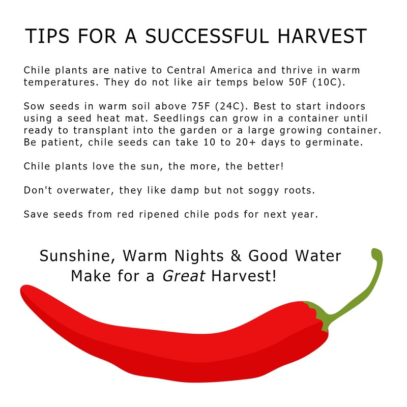 New Mexico 6-4 Chile Seeds from Hatch New Mexico |