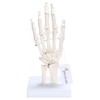 picoLab Hand Skeleton Model Hand Bone Model Hand Joint Left