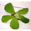Water Lettuce (5 Live Plants)