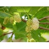 Fresh White Mulberry (Morus alba), 50 seeds