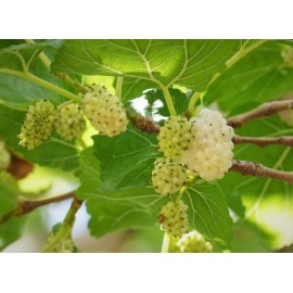Fresh White Mulberry (Morus alba), 50 seeds