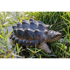 Hi-Line Gift Snapping Turtle Garden Statue Lifelike Yard Decor Wildlife Reptile Display
