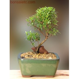 Petite Herbal Bonsai - Fresh, Green, and Best Wish for Special Someone